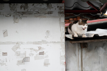 stray cat sit at a street