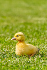 Small newborn ducklings walking on backyard on green grass. Yellow cute duckling running on meadow field in sunny day. Banner or panoramic shot with duck chick on grass.