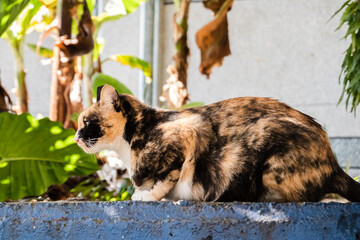 stray tortoiseshell cat