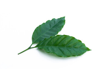 Coffee leaves isolated on white background.