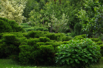 Fototapeta na wymiar Cossack juniper ( lat. Juniperus sabina). Shearing of the juniper with gardening scissors, Soft focus. Garden art/ design/ landscape. Topiary. Blurred background with juniper.