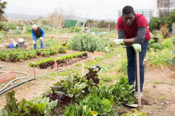 Portrait of african american gardener standing with hoe in vegetable garden preparing for tillage on spring day