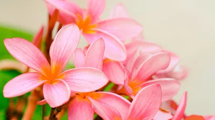 Keuken spatwand met foto frangipani plumeria flower © pernsanitfoto