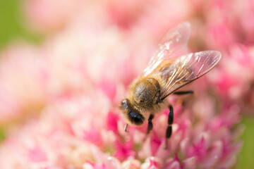 Honey bees collect pollen Spiraea flower. Macro shot.
