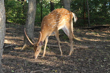 dappled deer