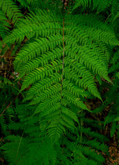 green fern in the forest