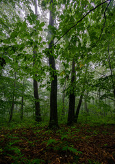 Obraz premium Fog in the forest with green trees