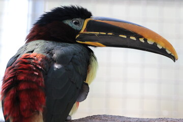 チャミミチュウハシ