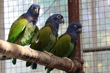 アケボノインコ