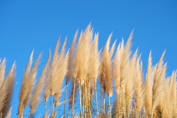 grass on blue sky
