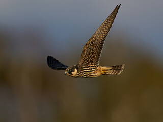 Fototapeta premium Eurasian hobby (Falco subbuteo)
