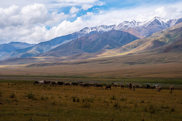 Bunch of sheeps grazing on mountain plateu with rain cloud background. Mountain valley landscape....