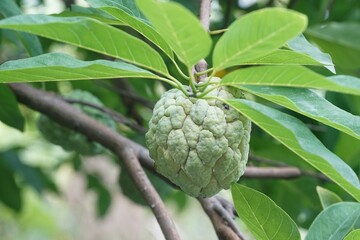 fresh green sugar apple fruit in nature garden