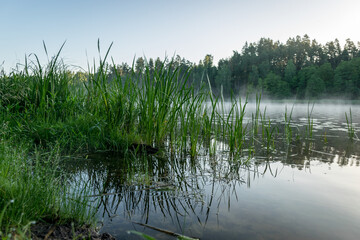 fog landscape with lake, lake reeds in the foreground, light fog on the lake surface