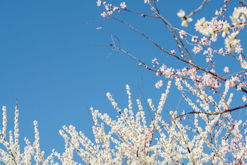 Peach blossoms bloom against a backdrop of blue spring skies