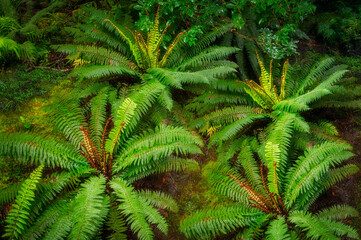 Fototapeta na wymiar Fresh view from above of a rainforest floor with ferns after a rainy day at Haast Pass close to Fantail Falls in Mount Aspiring National Park, New Zealand's South Island.