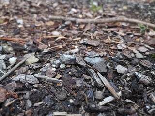 ants on the fire