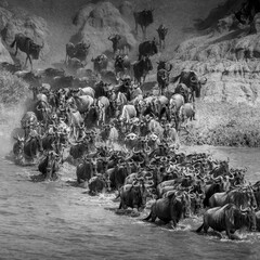 Wildebeest Migration, Mara River Serengeti, Tanzania- black and white
