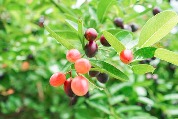 Brunch of red and black Bengal Currants fruits with green leaf