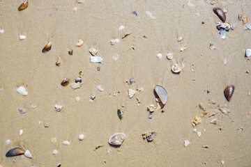 shells on the sand beach
