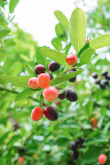 Brunch of red and black Bengal Currants fruits with green leaf