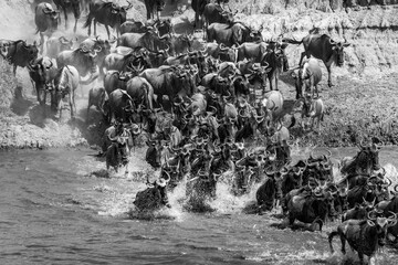 Wildebeest Migration, Mara River Serengeti, Tanzania- black and white
