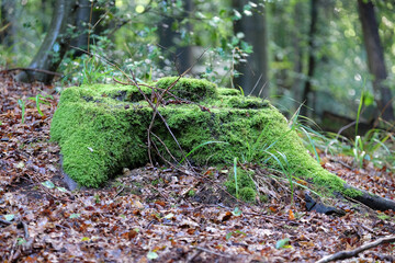 Vermooster Baumstamm im Morgenwald