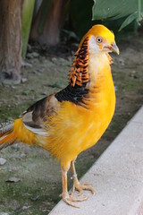 オウゴンキンケイ