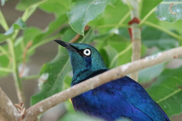 キンムネオナガテリムグ