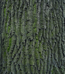 tree bark with green moss and lichen