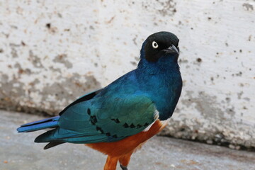 ツキノワテリムク