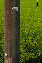 田んぼを守る案山子