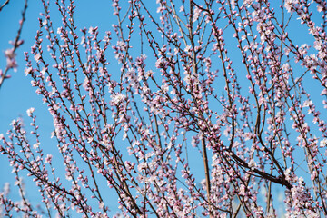 Peach blossoms bloom against a backdrop of blue spring skies