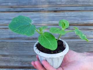 Cucumber seedlings in a pot on a wooden background