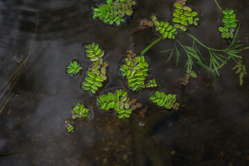 Background. Green algae on the surface of the water in the pond