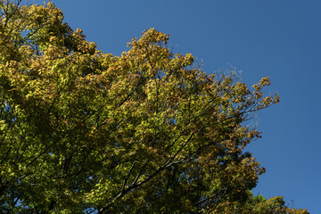 晩夏の樹木