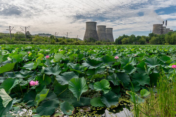 Fototapeta na wymiar Lake with many lotuses near the hydro-power station