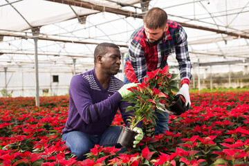 Male florists work in a greenhouse. High quality photo