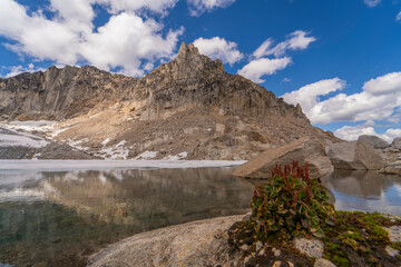 The only little living plant in hard mountain conditions in Reflection in glacier lake of snow, cloudy sky and Bugaboo spire in Bugaboos provincial park, British Columbia, Canada in landscape