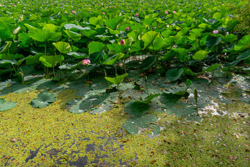 Lake densely planted with pink lotuses with large leaves