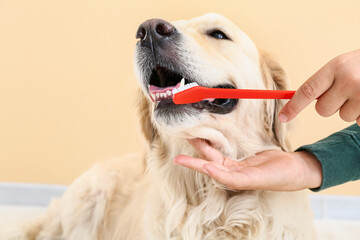 Owner brushing teeth of cute dog at home
