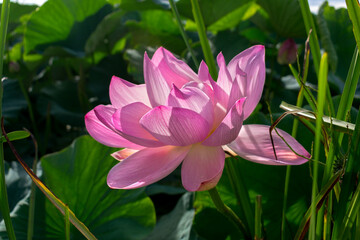 Obraz premium Large pink lotus flower in the sun on a background of green leaves