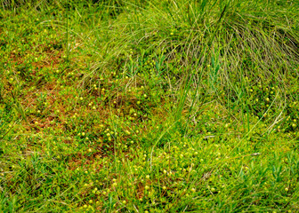 green cranberry background, green grass, bog vegetation vegetation, summer