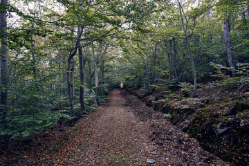 
moncayo beech forest