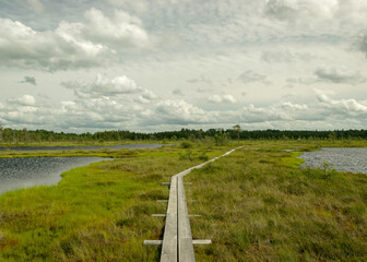 summer landscape with bog background and traditional vegetation, a wooden footpath leads through the bog, Nigula bog, Estonia