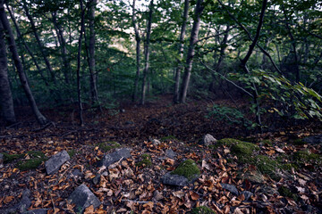 
moncayo beech forest