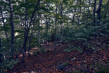 
moncayo beech forest