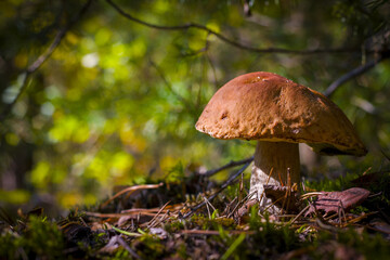 big cep mushroom grow in forest moss
