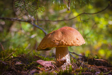 big porcini mushroom grow in forest