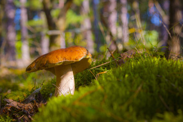 porcini mushroom grow in forest moss